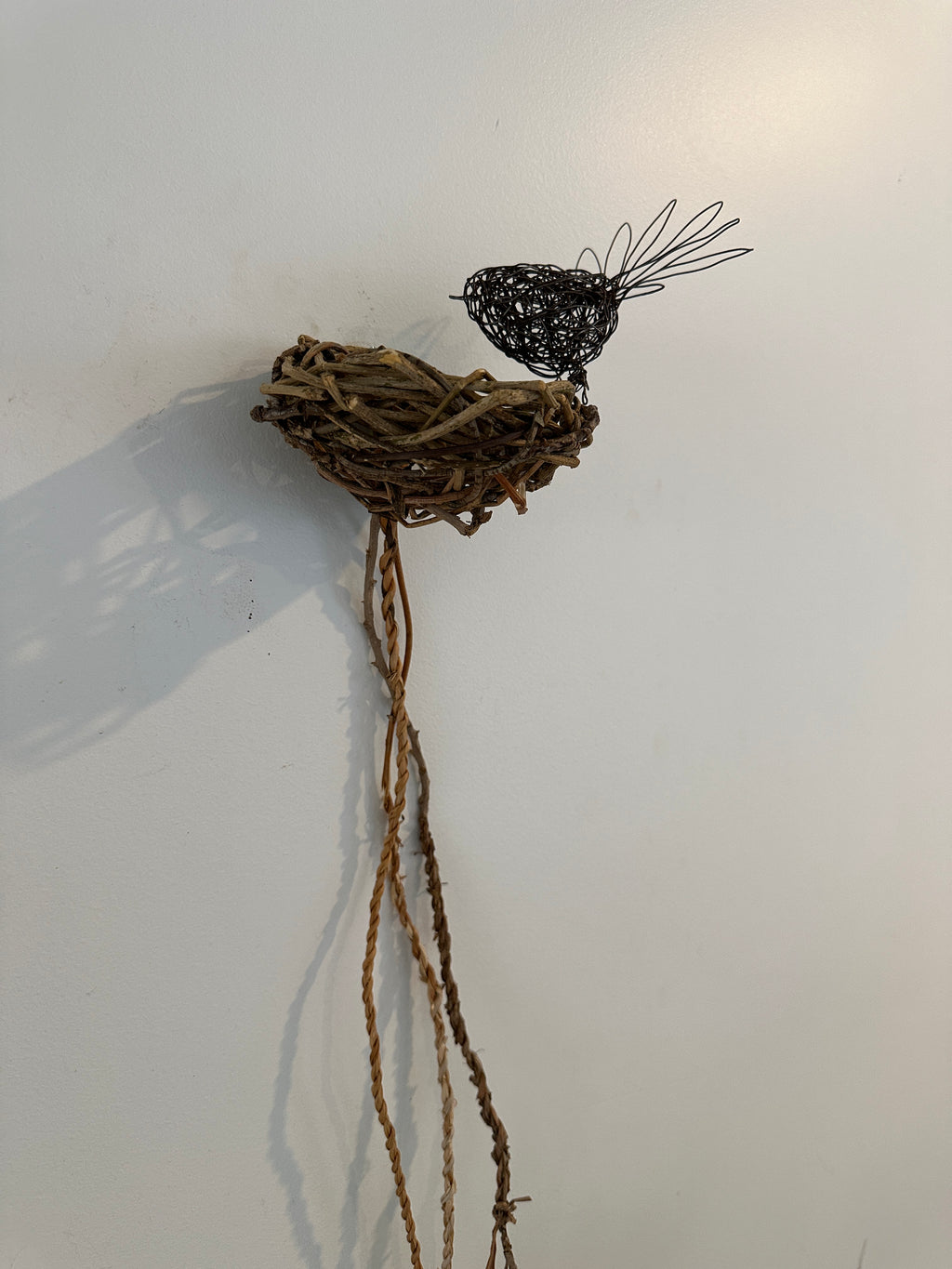 Fantail on vine nest