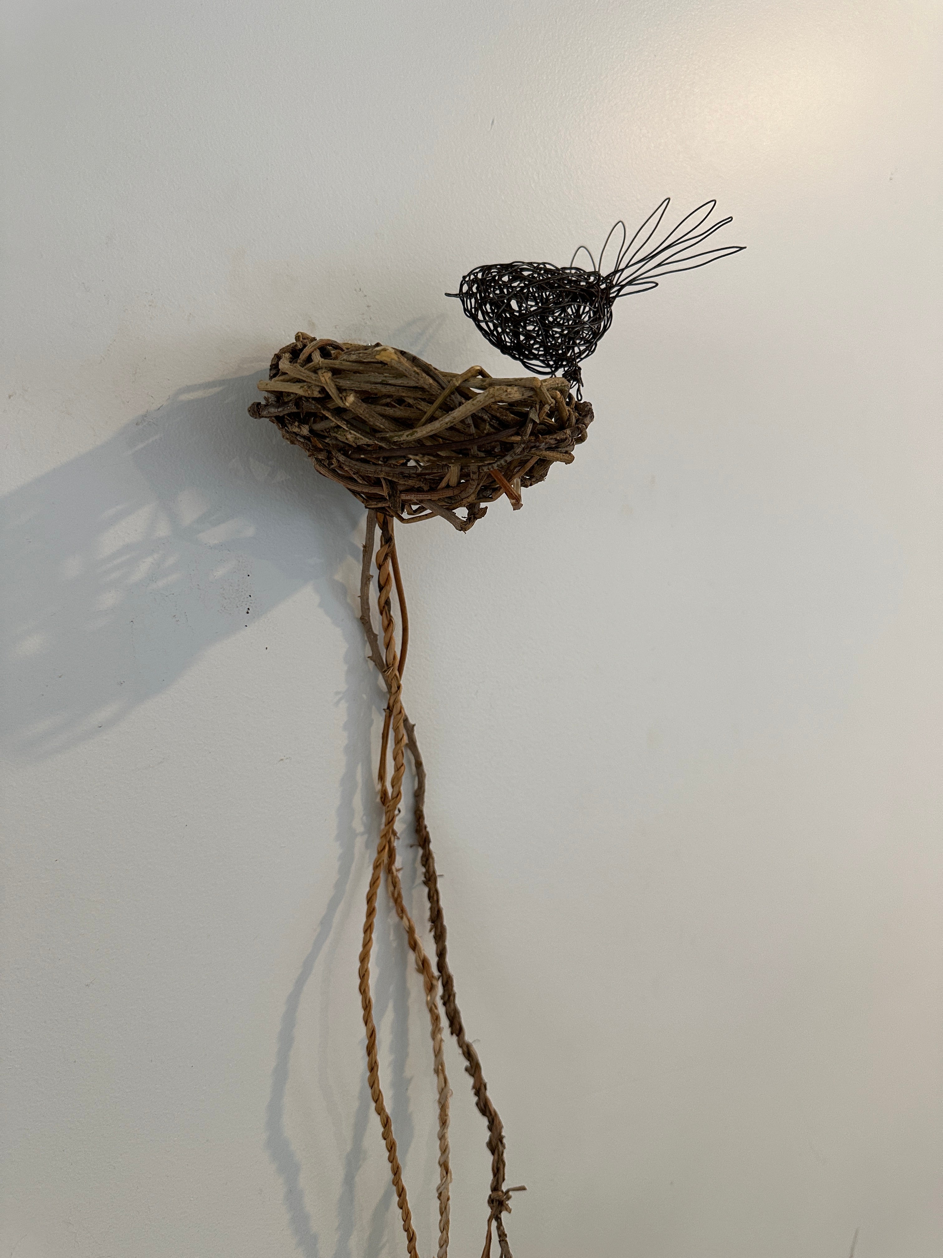 Fantail on vine nest
