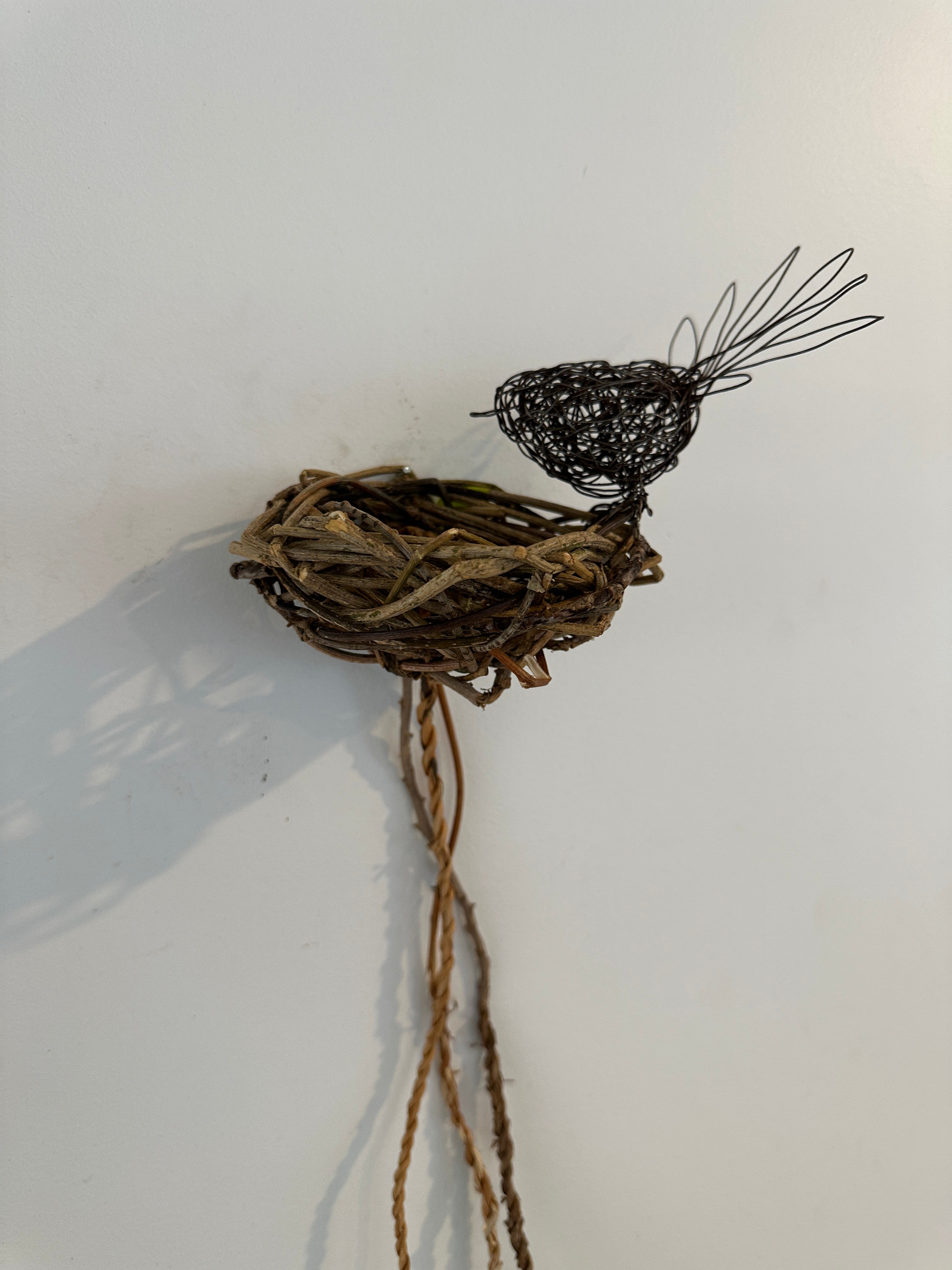 Fantail on vine nest