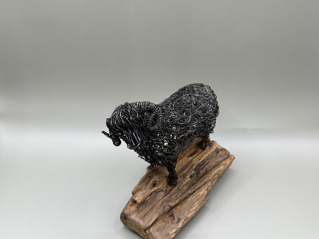 Merino Ram
