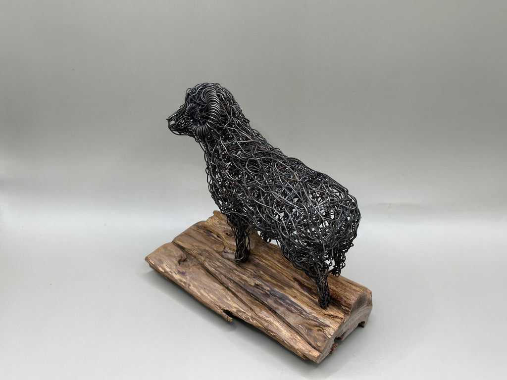 Merino Ram
