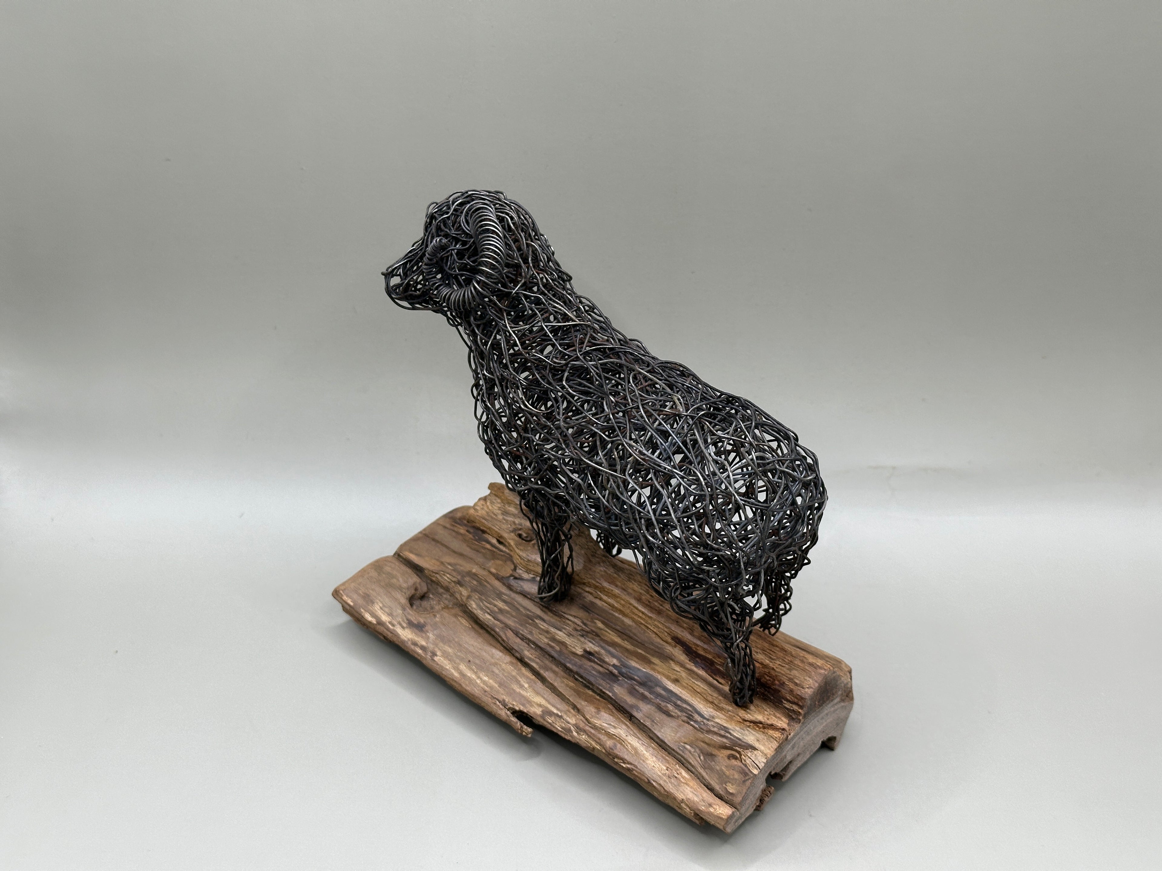 Merino Ram