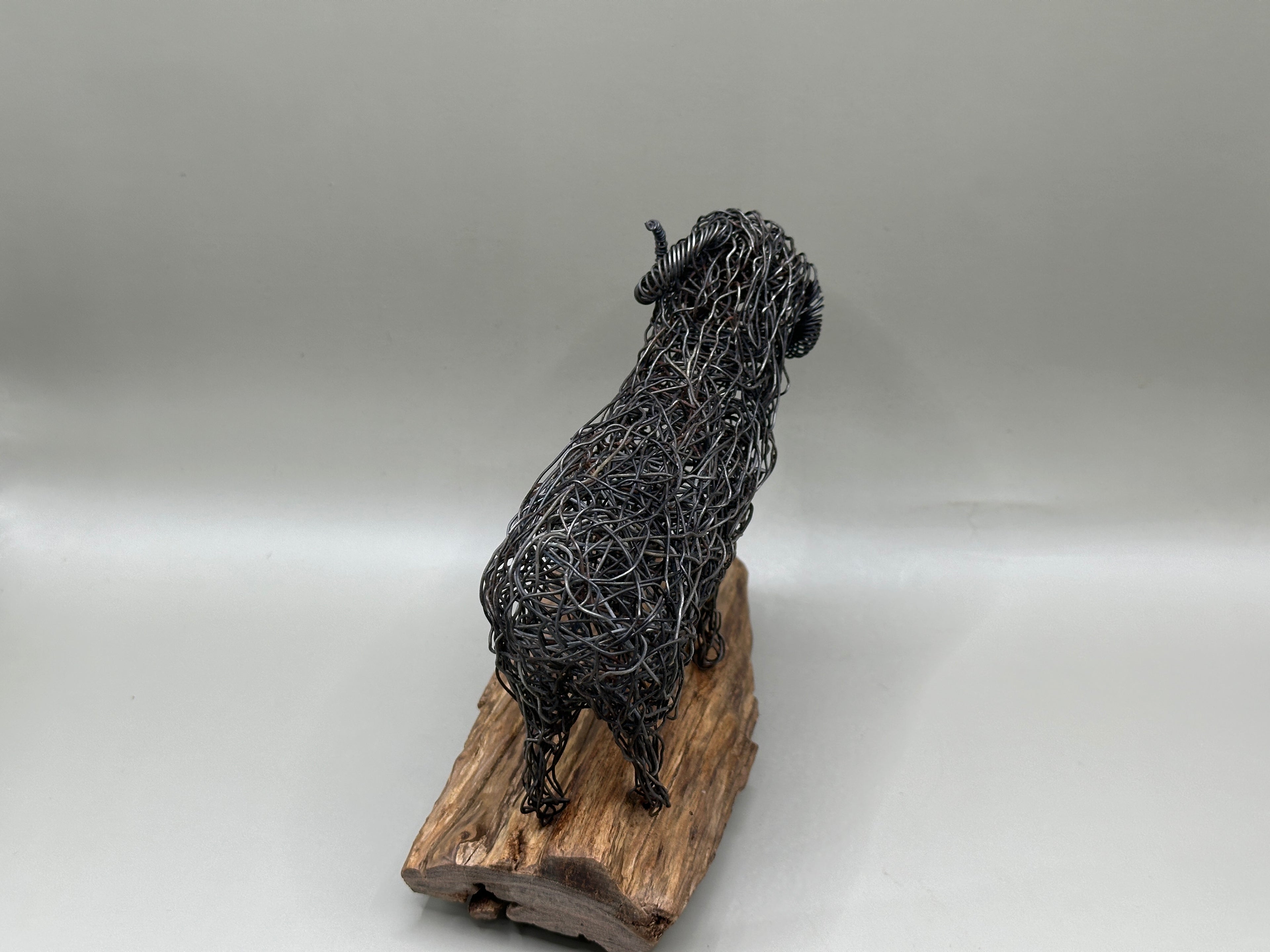 Merino Ram