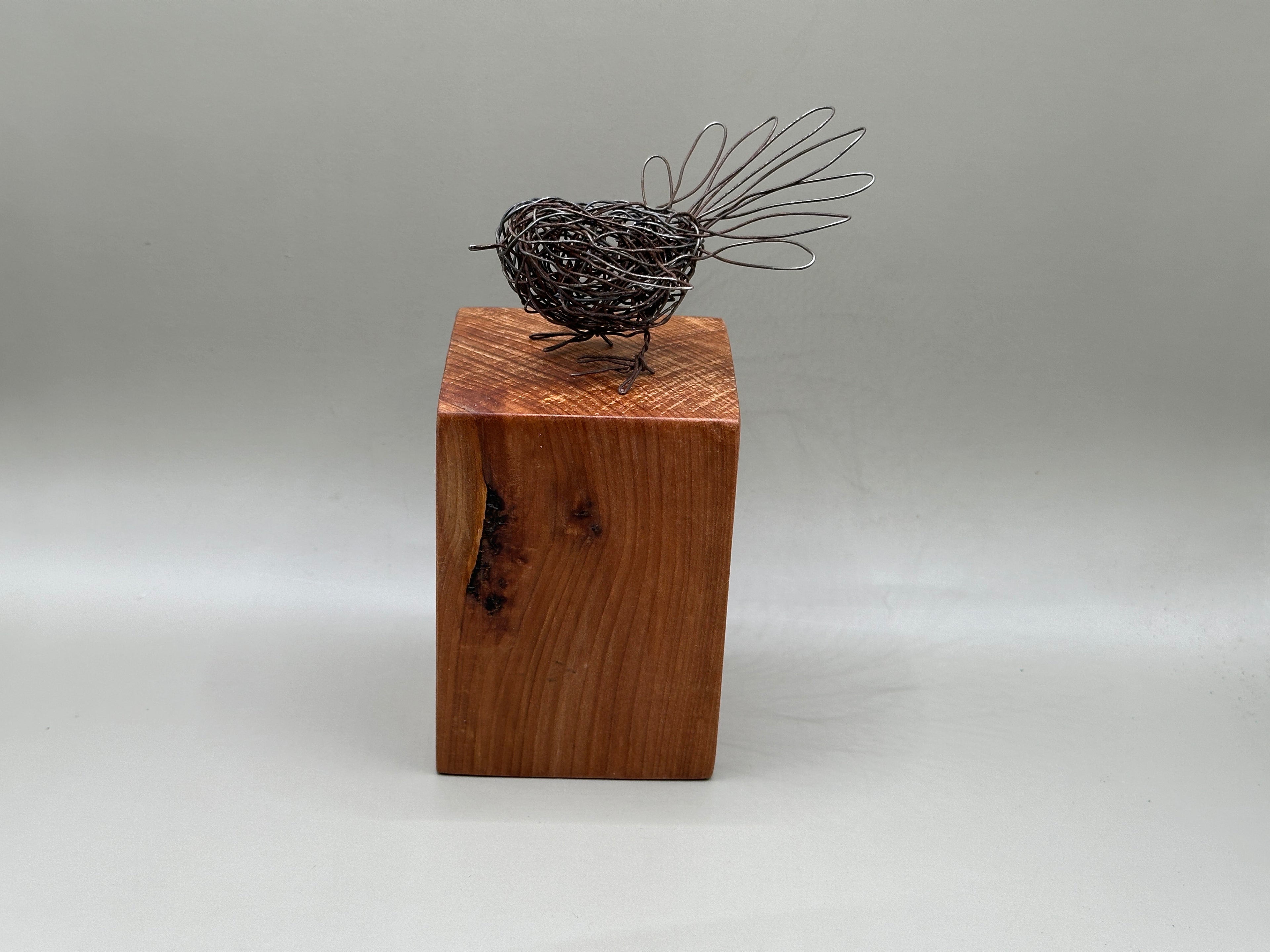 Fantail (piwakawaka) on reclaimed kauri
