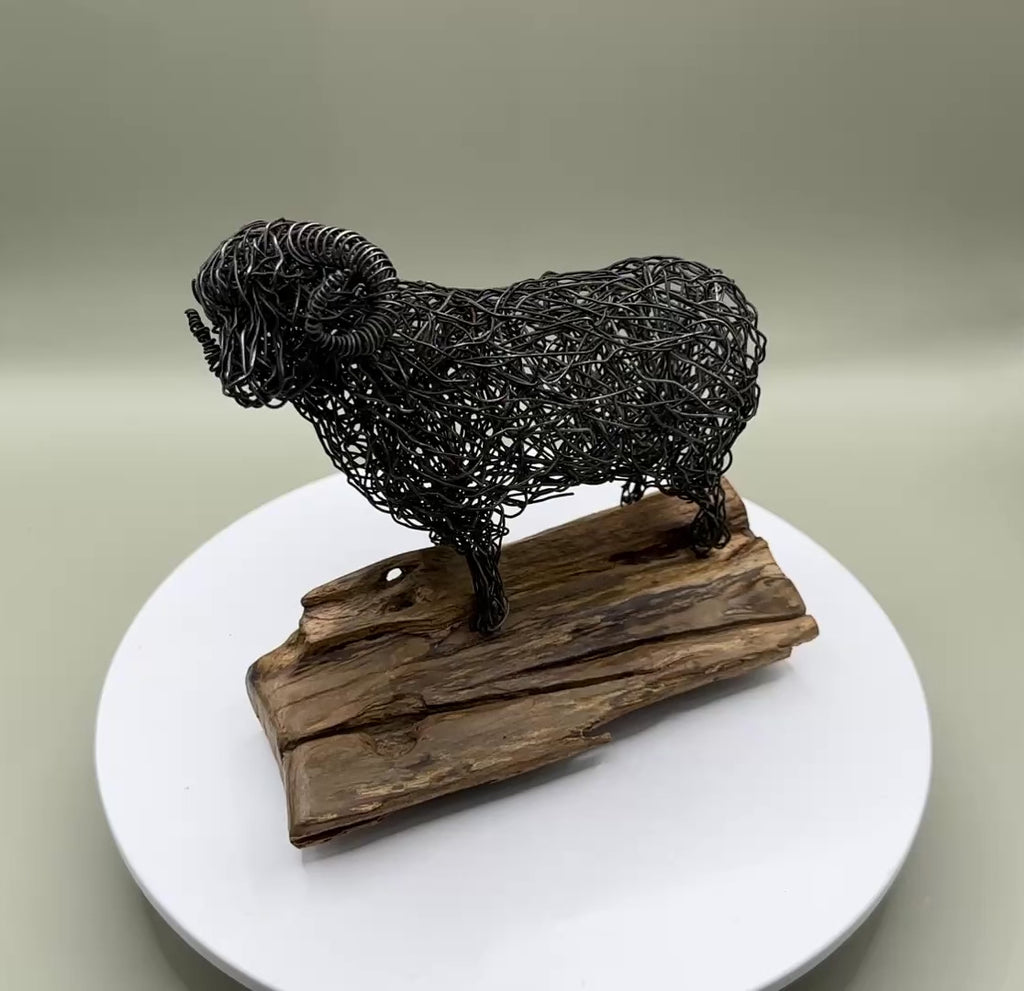 Merino Ram