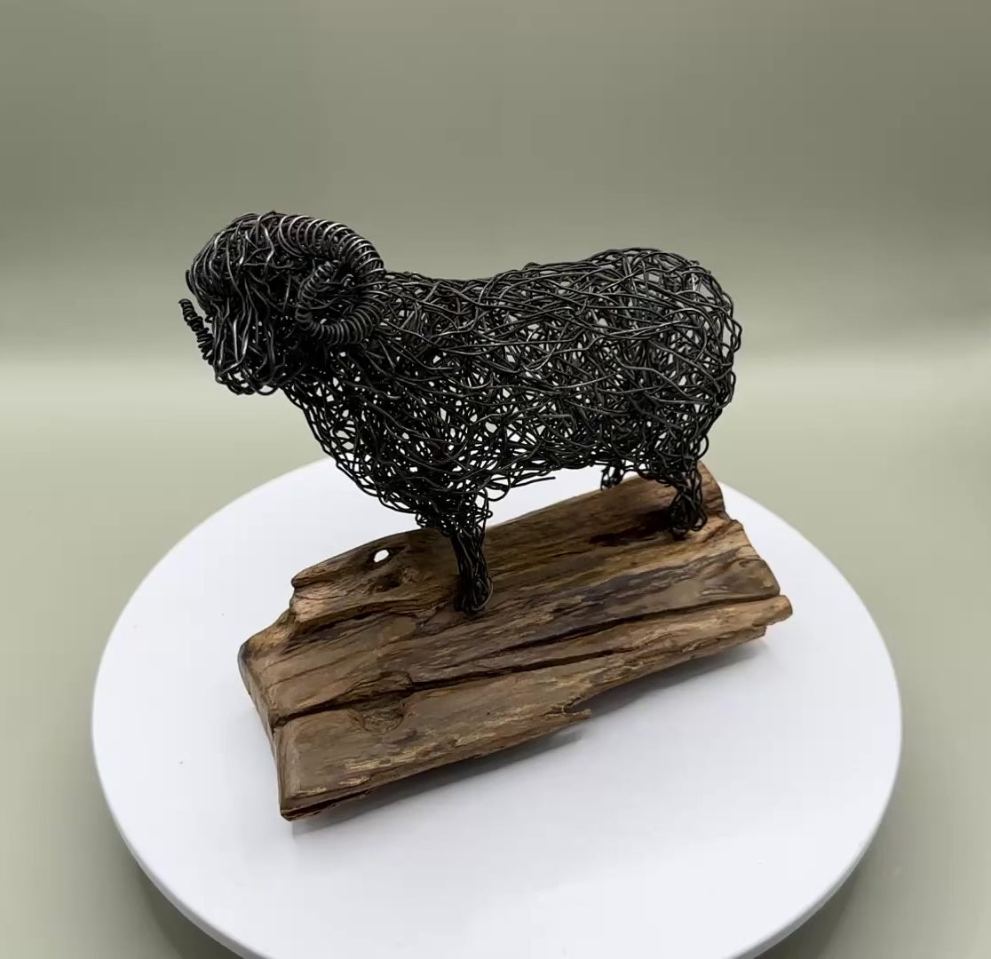 Merino Ram